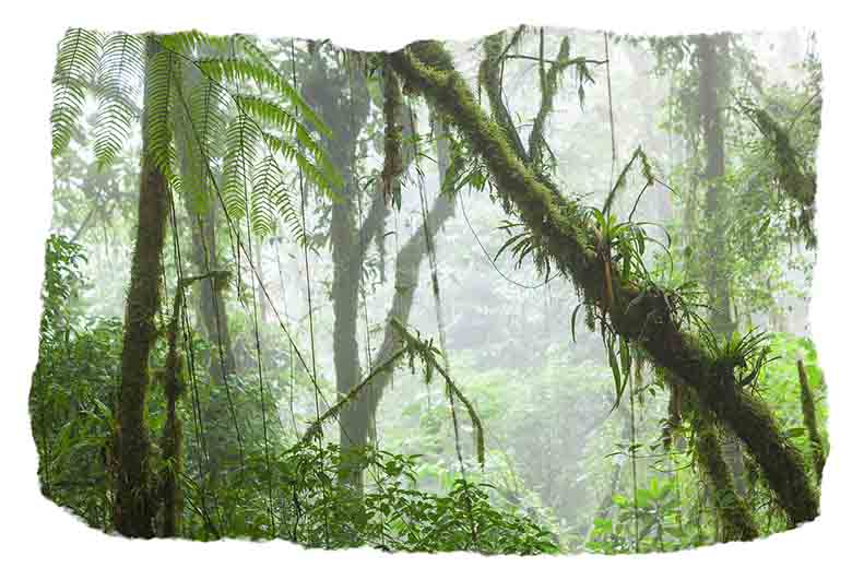 Misty rainforest in Monteverde cloud forest reserve Costa Rica