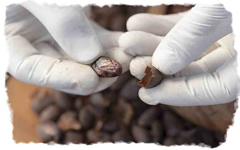 A farmer cracking open a cacao bean to show the inside