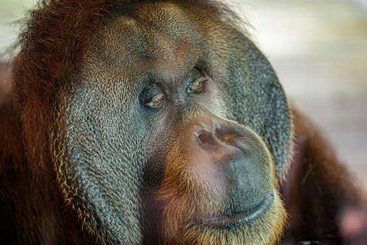 An Orangutan