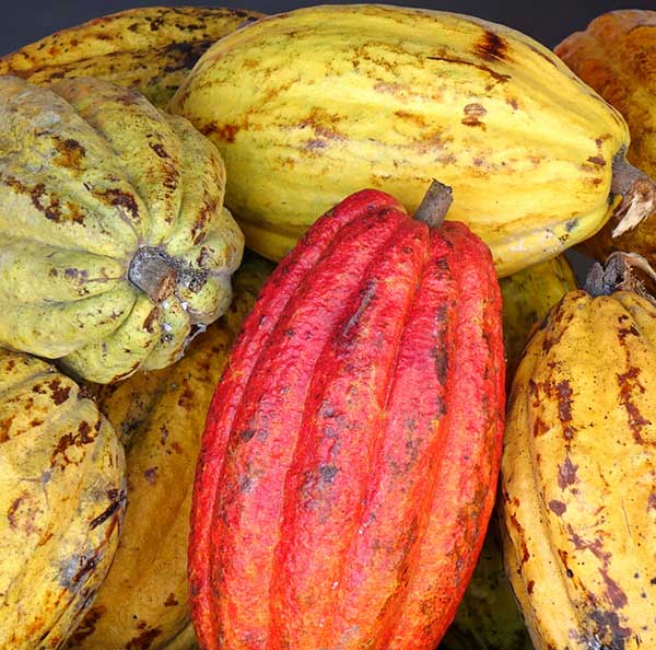 3 Types of Cacao Pods - Criollo, Forastero and Trinitario