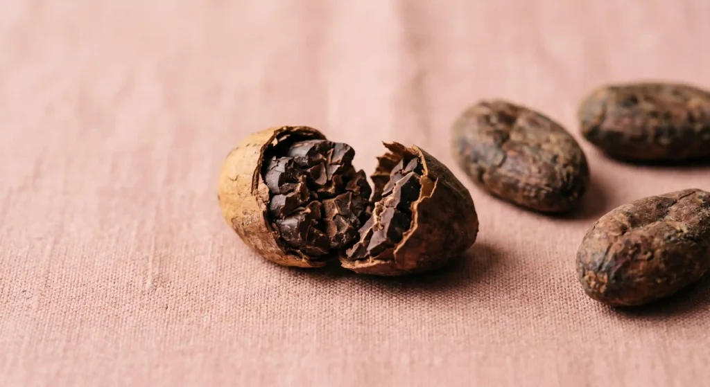 cacao bean opened showing nibs