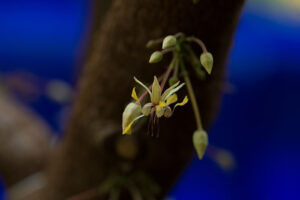 cacao flower growing from the trunk of a cacao tree
